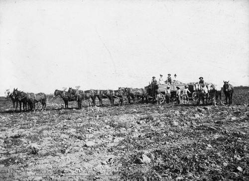 Sugar Beet Harvest, Anaheim [graphic]