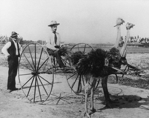 Frank Eastman and Willard Frantz with Their Ostrich Cart [graphic]