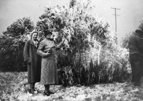 Orange Grove During Big Freeze, Anaheim [graphic]