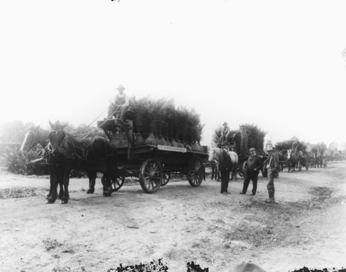 Carroll's Anaheim Evergreen Nurseries, Hauling Palms, Anaheim. [graphic]