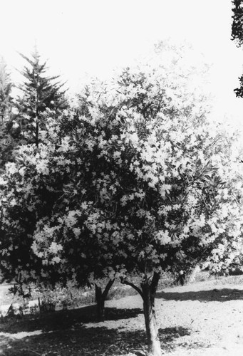 Oleander Tree, Anaheim [graphic]