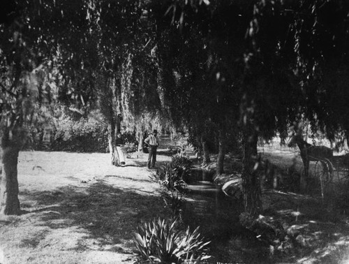 Irrigation Ditch and Willow Trees, Anaheim [graphic]