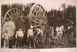 Horse team pulling lumber wheels loaded with a huge log in an unidentified Mendocino County, location