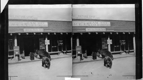 Bears in front of store. Tower Fall Postal Station, Yellowstone Park. Wyo. Purchased from Dr. Hugo Erickson 5/25/31. Not to be used in Primary Set as subsister for 101 per GEH 8/5/31/