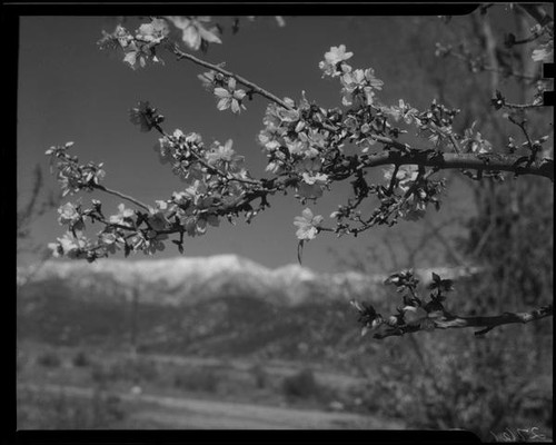 Almond blossoms, Banning, 1938