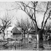 Flooded Orchard