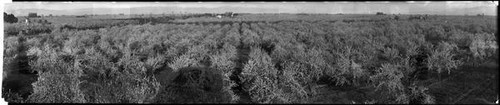 Unidentified orchards in bloom