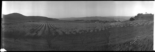 Orchards in bloom at Morgan Hill