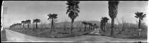 Driveway lined with palm trees in the eastern hills of Santa Clara valley