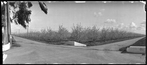 Pear trees in blossom at an intersection of a highway