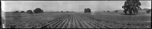 View of a large rose field