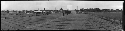 Prune drying yard in Santa Clara