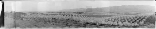 Man working in an orchard with Santa Clara Valley in background