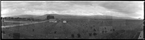 View of fruit orchard on Florence Avenue looking east