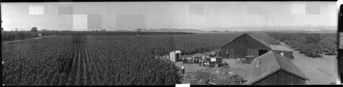 San Jose Canning Company string bean field