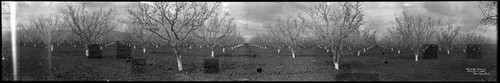 Apricot orchard