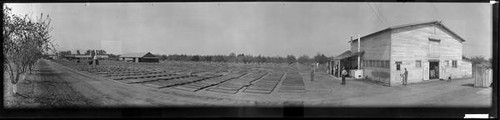 Imperial Prune Company fruit drying yard and orchards