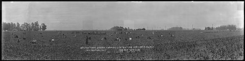 Agricultural laborers working the pea fields in Irvington, California