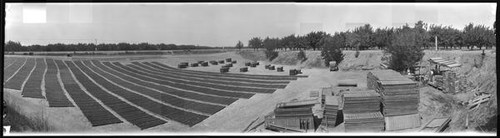 Prune drying yard in Campbell