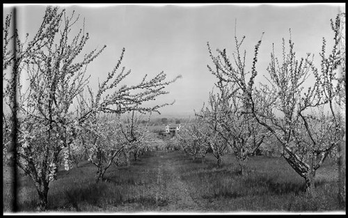 Santa Clara Valley orchard from Humes Ranch