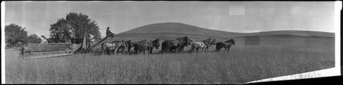 Horse driven grain thresher in operation