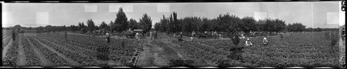 View of employees harvesting strawberries at Araki Ranch