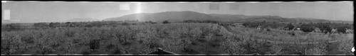 Panoramic view of orchards and a town during spring