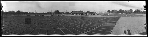 Prune Drying Yard near Stevens Creek Road