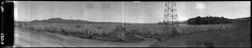 Panoramic view of Jack L. Anderson’s pear orchard