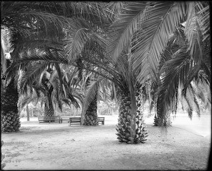 Palm trees in Eastlake Park (later Lincoln Park)