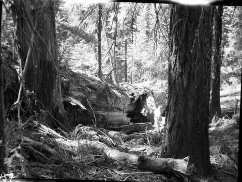 Fallen Giant Sequoias, Fallen sequoia along Congress Trail