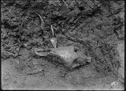 Pit 3. Horse skull. (RLB-158)