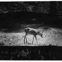 Deer on Angel Island