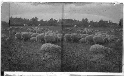 The Great Sheep Ranch, Sheridan, Wyo
