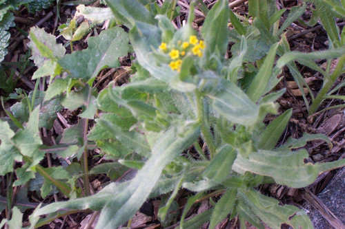 Blurry plant with small yellow flowers