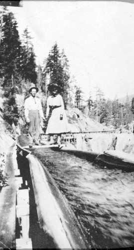 Logging Flume, Shaver Lake, Calif., 1909