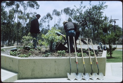 Landscaping staff position class of 1968 commemorative tree