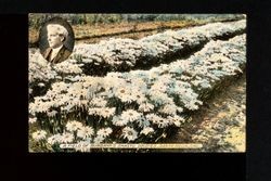 Postcard of Shasta daisies