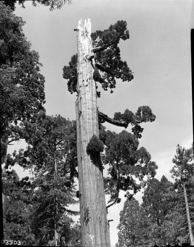 Misc. Named Giant Sequoias, Shattered Giant. (Stricken Tree?)