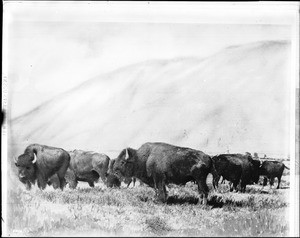 A herd of buffalo grazing on the plains of Salt Lake, Utah, 1879