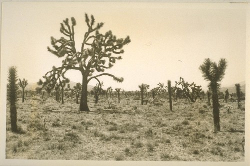 Scenery; Twenty-Nine Palms, and Mojave Yucca Trees; 27 prints