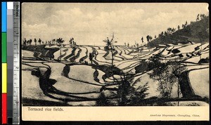 Light and dark terraced rice fields, Sichuan, China, ca.1900-1920