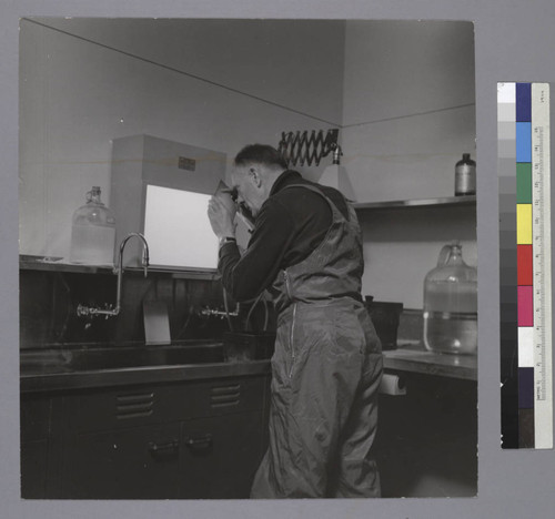 Edwin Powell Hubble examining slides in the darkroom at Palomar Observatory