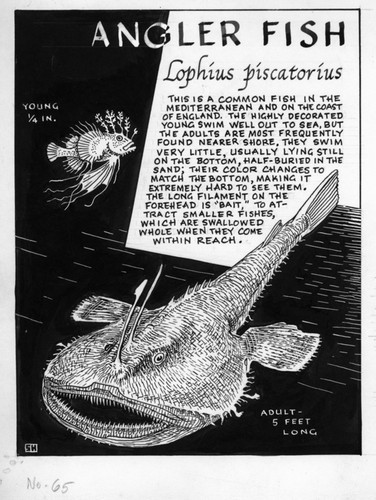 Anglerfish: Lophius piscatorius (illustration from "The Ocean World")