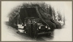 [Two men and automobile in front of the Wawona drive-through tree in Mariposa Grove, Yosemite National Park]