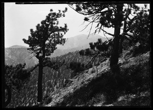 Pine trees along a mountain slope, showing dense forest in background, Big Pines