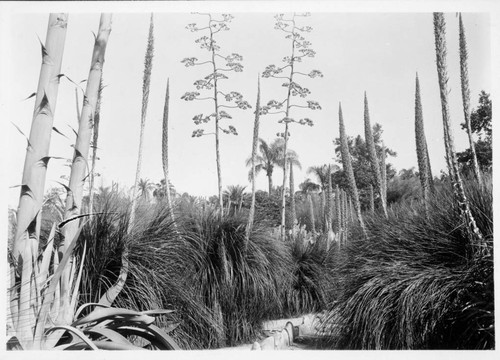 Dasylirions and agaves in the desert garden, 1941