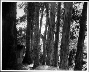 View of a eucalyptus grove, Santa Barbara, ca.1900