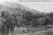 Orchard at the Blithedale Hotel, circa 1890