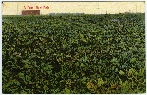 A Sugar Beet Field